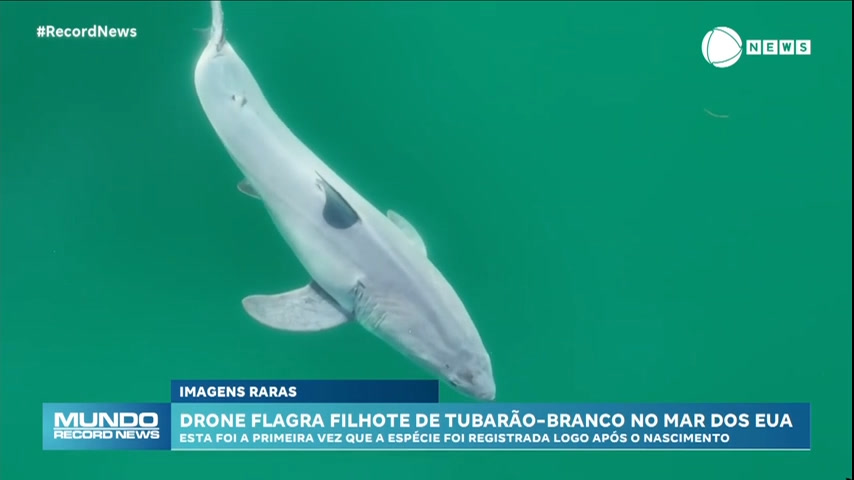 Vídeo: Drone registra filhote de tubarão-branco recém-nascido no mar dos Estados Unidos