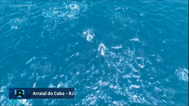 Vídeo: Mais de 200 golfinhos são avistados em Arraial do Cabo, litoral do Rio de Janeiro, nesta sexta (2)
