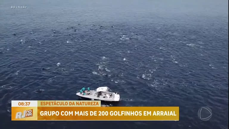 Vídeo: Espetáculo da natureza: golfinhos são flagrados no litoral do RJ