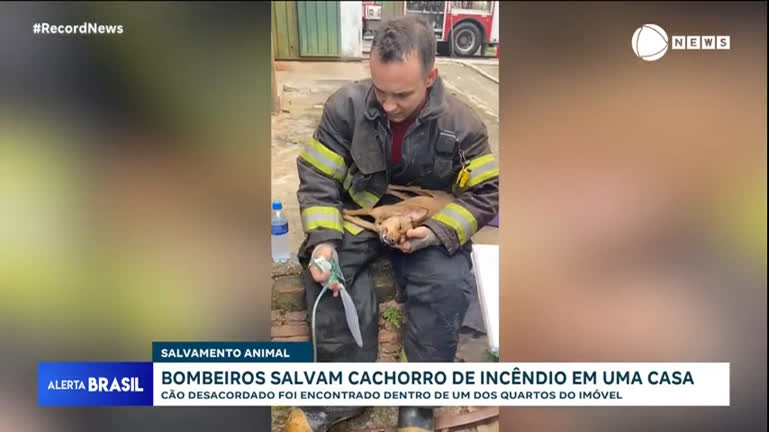 Vídeo: Bombeiros salvam cachorro de incêndio no interior de São Paulo com máscara de oxigênio