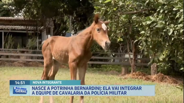 Vídeo: Nasce potra que vai integrar equipe da cavalaria da Polícia Militar