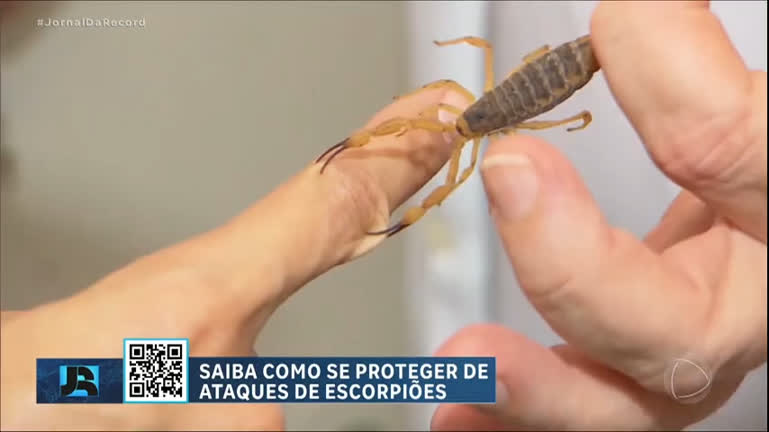 Vídeo: Estado de São Paulo registra mais de 300 ataques de escorpiões nos primeiros dias de 2024