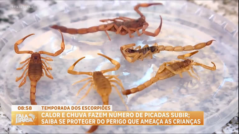Vídeo: Estado de SP registra recorde de casos de picadas de escorpião