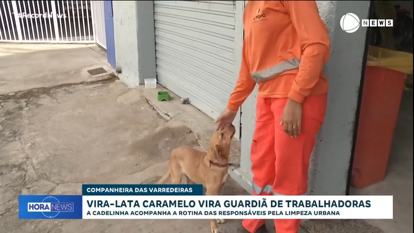 Vídeo: Cadela vira guardiã de trabalhadoras de limpeza urbana em Minas