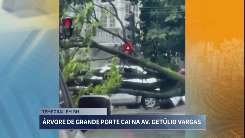 Vídeo: Idoso fica ferido após queda de árvore na região centro-sul de BH