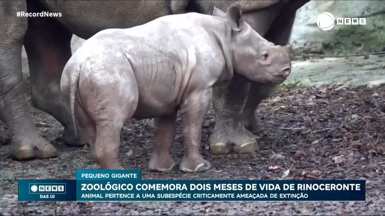 Vídeo: Fofura máxima: zoológico dos EUA comemora dois meses de vida de rinoceronte ameaçado de extinção
