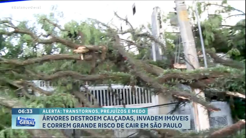 Vídeo: Árvores destroem calçadas e invadem imóveis na zona sul de SP