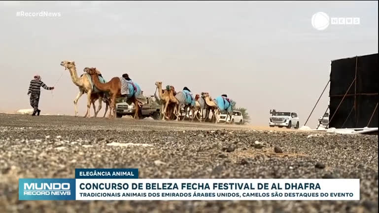 Vídeo: Camelo mais bonito? Emirados Árabes têm concurso de beleza inusitado em festival; assista