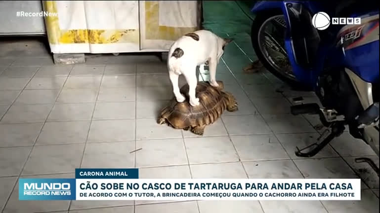 Vídeo: Cão sobe no casco de tartaruga para andar pela casa; veja vídeo