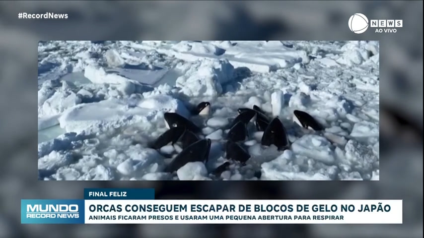 Vídeo: Orcas presas em camada de gelo no Japão conseguem se libertar