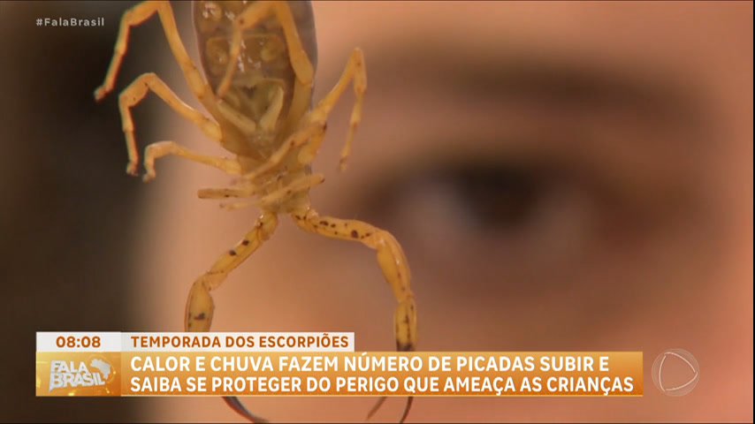 Vídeo: Saiba quais são os perigos da picada de escorpião