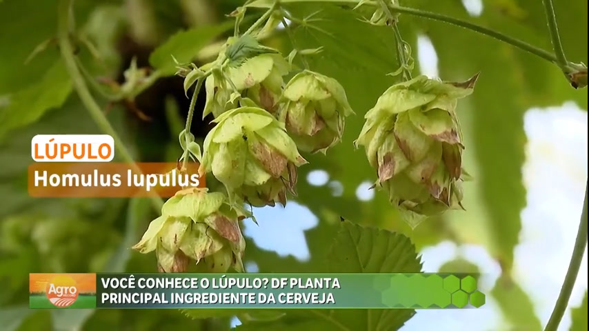 Vídeo: Saiba como é feita a produção do lúpulo, principal ingrediente da cerveja