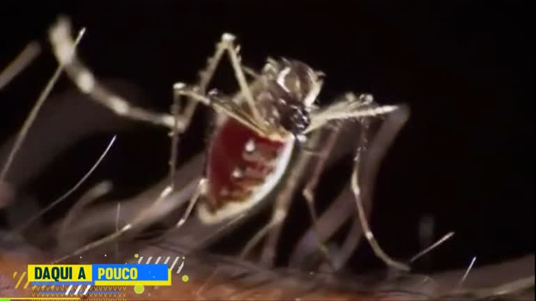Vídeo: Hoje em Dia vai tirar todas as suas dúvidas sobre a dengue no programa desta terça (13)