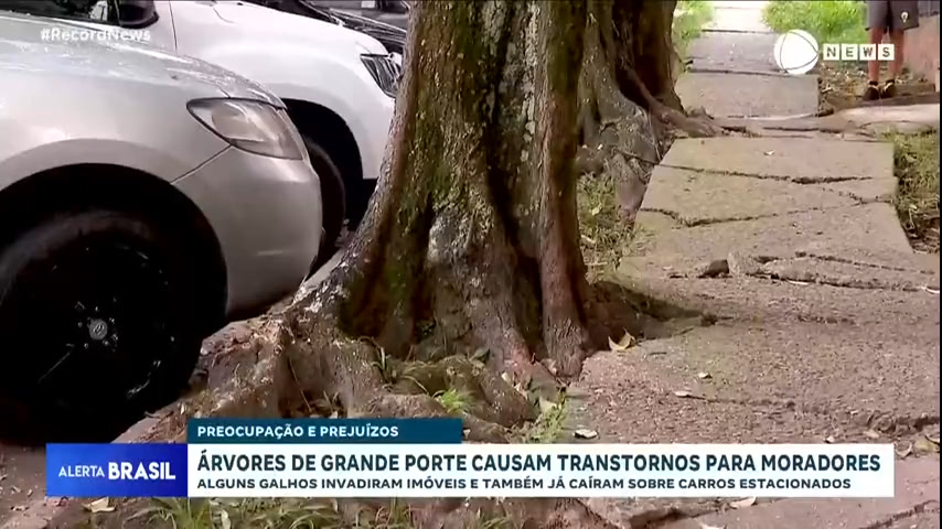 Vídeo: Árvores de grande porte causam transtorno e medo aos moradores de São Paulo