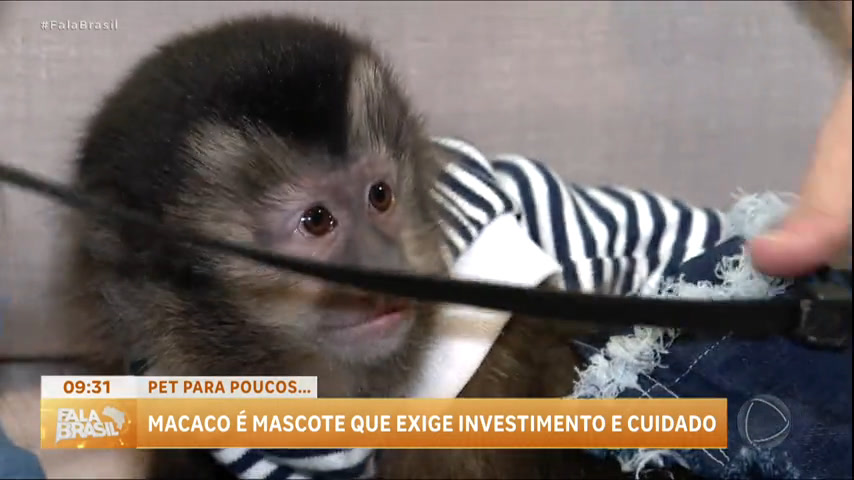 Vídeo: Conheça o macaco-prego que é domesticado e licenciado pelo Ibama