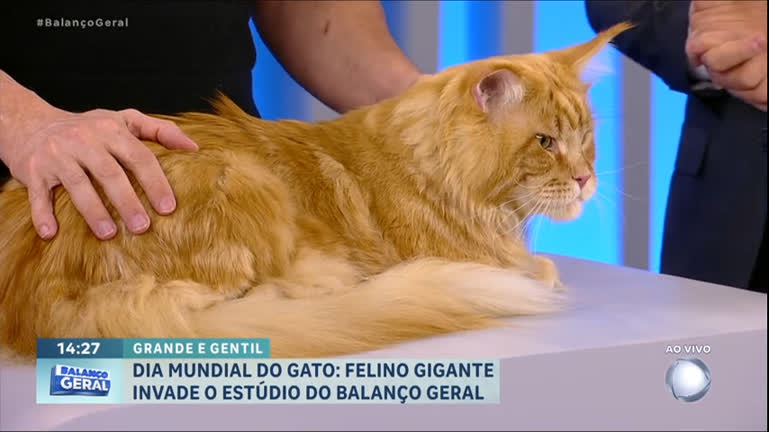 Vídeo: Gato gigante invade o estúdio do Balanço Geral