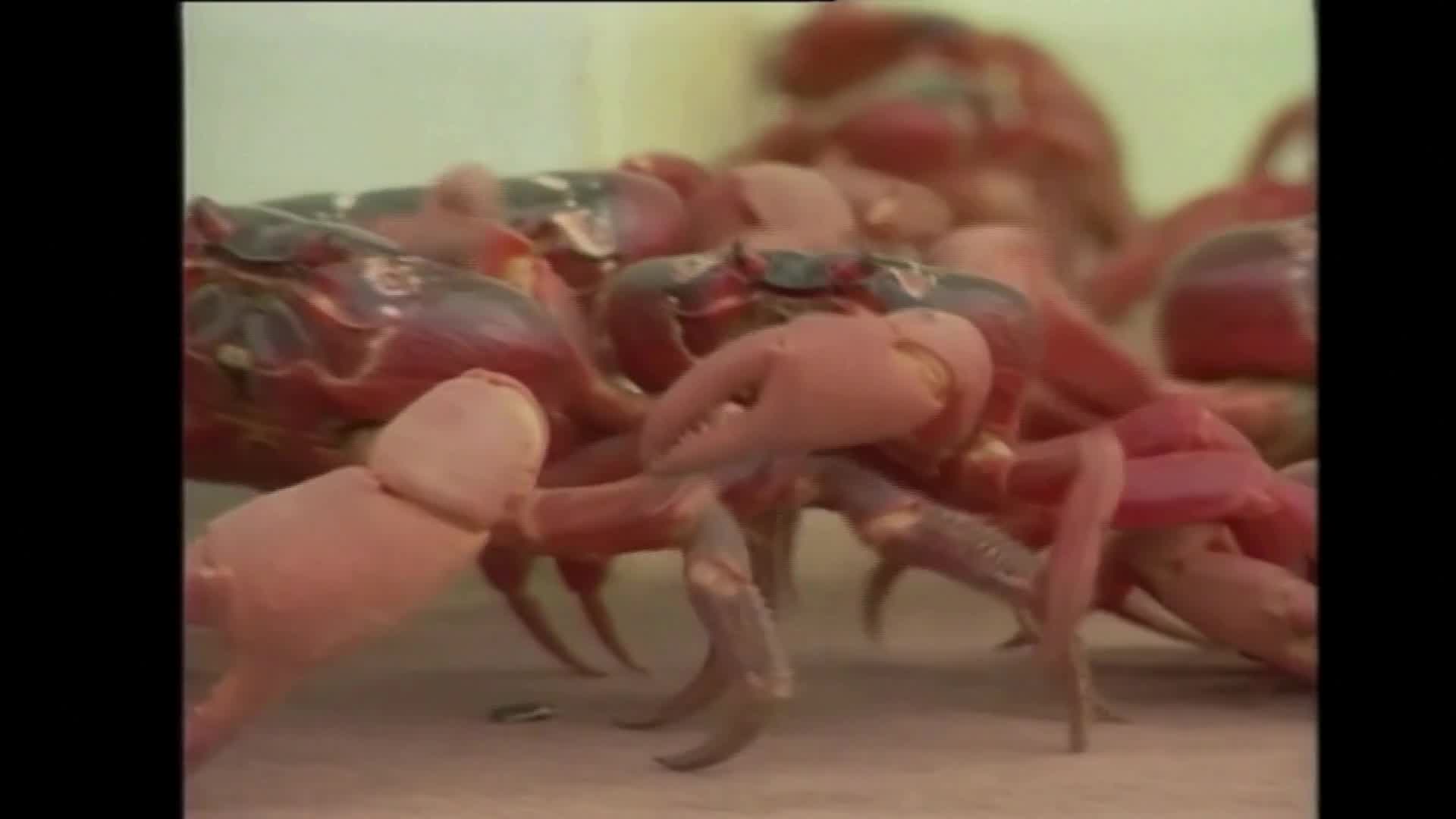 Vídeo: Caranguejos-vermelhos gigantes infestam ilha por falta de chuva causada pelo desequilíbrio do clima
