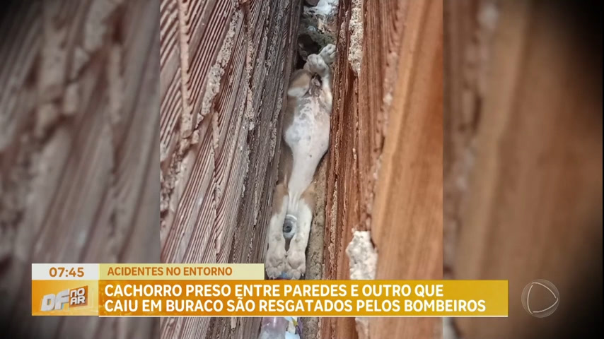 Vídeo: Cachorro preso entre paredes e cão que caiu em buraco são resgatados pelos bombeiros no Entorno no DF