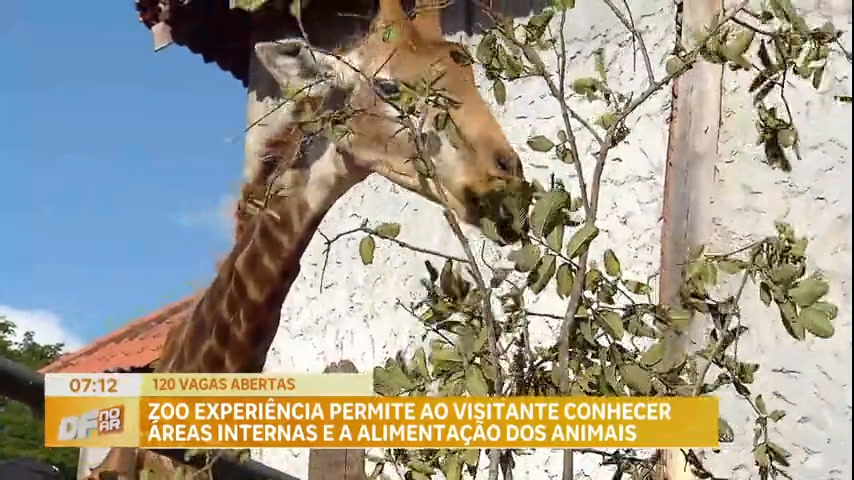 Vídeo: Zoo Experiência permite ao visitante conhecer áreas internas e a alimentação de animais