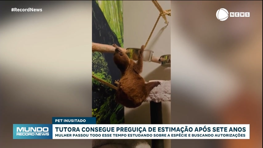Vídeo: Após sete anos de espera, tutora consegue adotar bicho preguiça de estimação, nos Estados Unidos