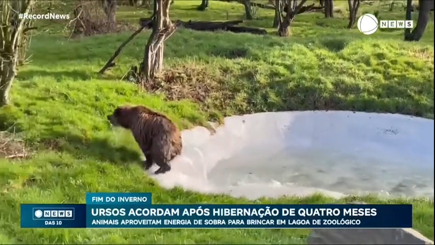 Ursos acordam após hibernação de quatro meses na Europa – Notícias