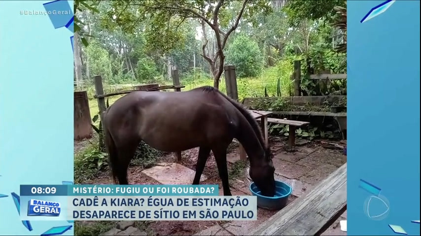 Vídeo: Égua de estimação desaparece de sítio na Grande São Paulo