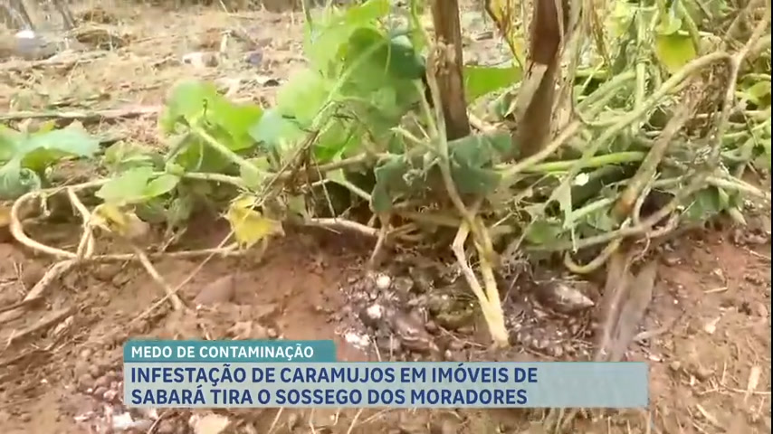 Vídeo: Infestação de caramujos preocupa moradores em Sabará (MG)
