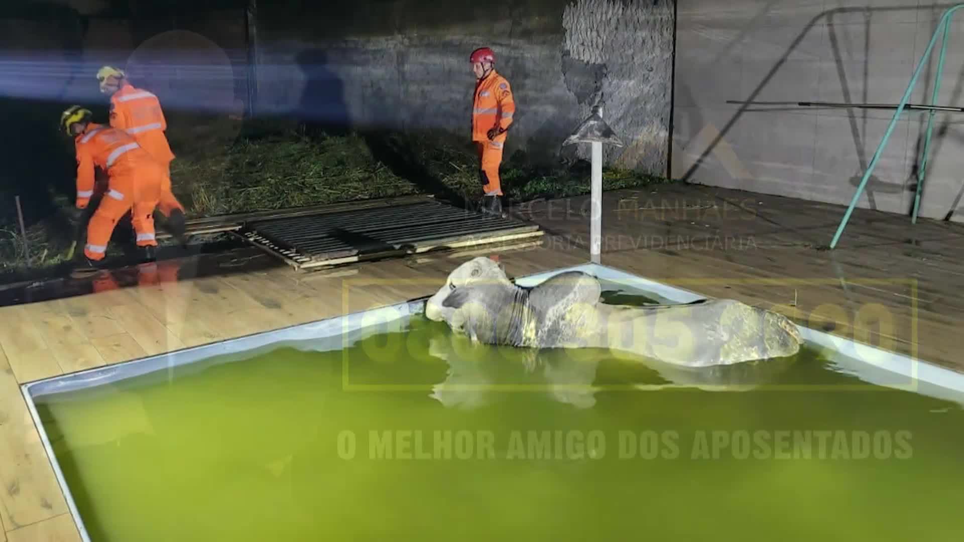Vídeo: Corpo de Bombeiros resgata boi caído em piscina de casa em construção, em MG