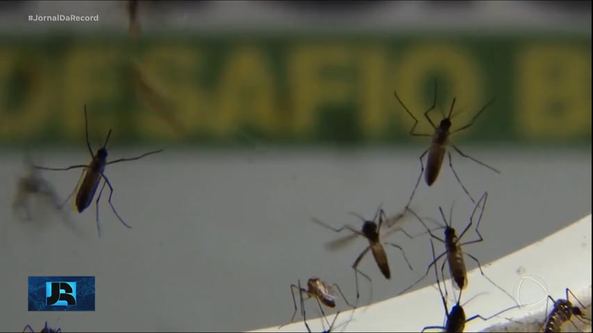 Vídeo: Brasil registra quase 1 milhão de casos prováveis de dengue desde o início do ano