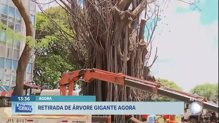 Vídeo: Comerciantes criticam derrubada de árvore tradicional na Asa Norte