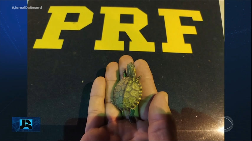 Vídeo: Minuto JR : PRF resgata mais de 700 filhotes de tartaruga levados por carro na BR-116