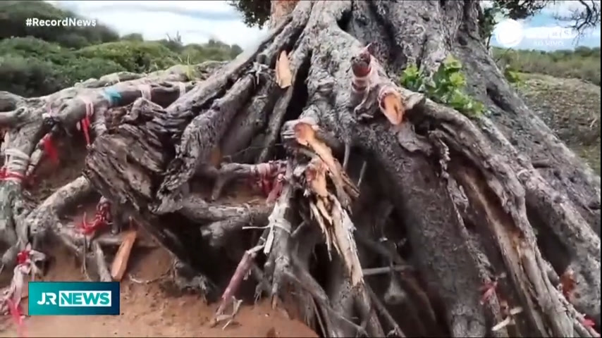 Vídeo: 'Árvore do Amor' é alvo de vandalismo e tem raízes arrancadas em Maxaranguape (RN)