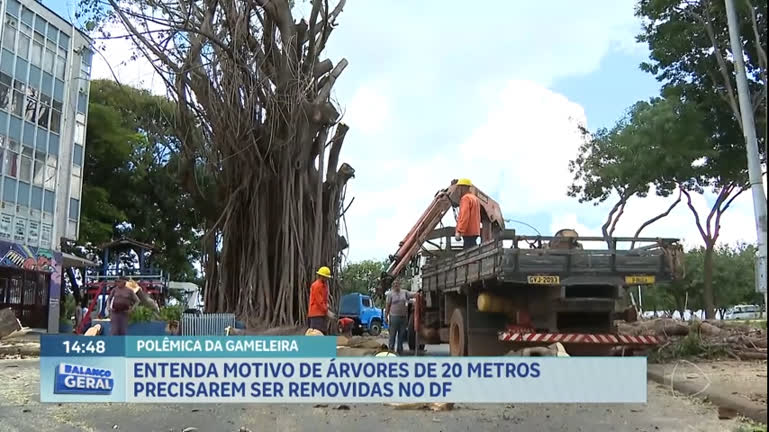 Vídeo: Entenda motivo de árvore de 20 metros precisar ser removida no DF