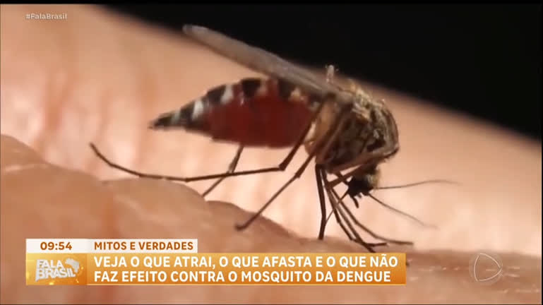 Vídeo: Dengue: especialista esclarece mitos e verdades sobre o que atrai ou afasta o mosquito
