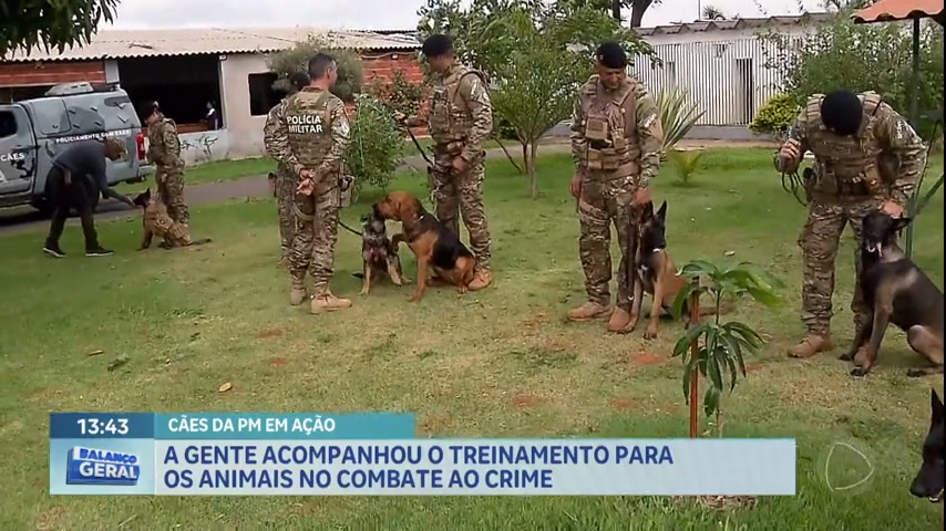 Vídeo: Cães da PM recebem treinamento para ações de combate ao crime