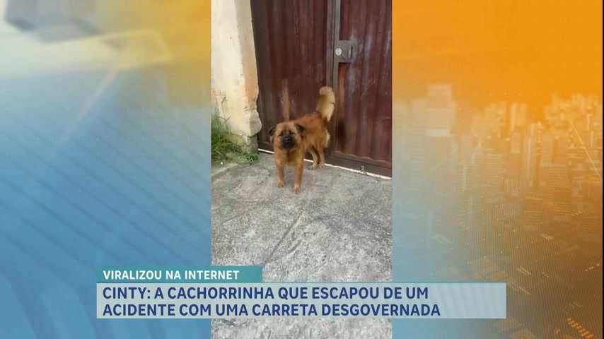 Vídeo: Conheça a cadela que viralizou ao correr para se salvar de acidente com caminhão em BH