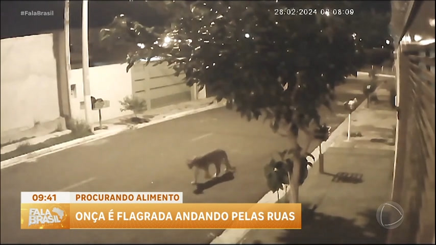 Vídeo: Onças são flagradas andando pelas ruas do interior paulista