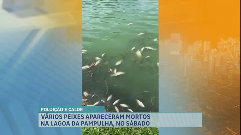 Vídeo: Prefeitura recolhe peixes mortos no entorno da Lagoa da Pampulha, em BH
