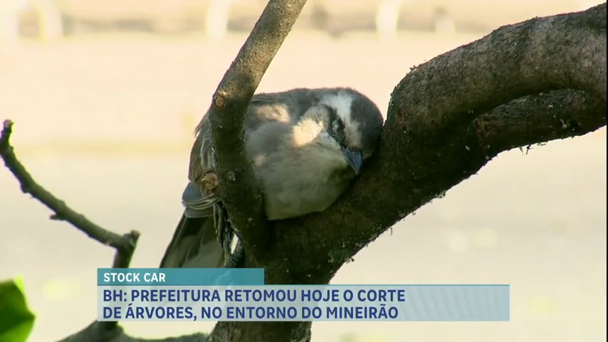Vídeo: Prefeitura de Belo Horizonte volta a cortar árvores no entorno do Mineirão, em BH