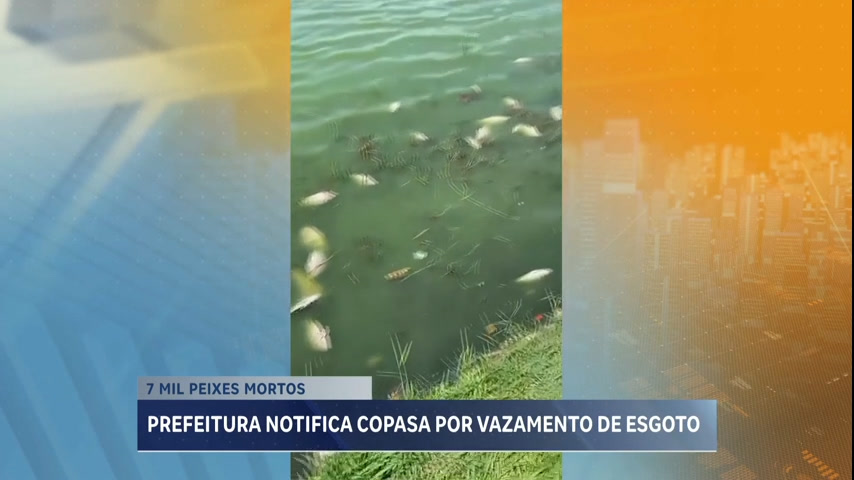 Vídeo: Cerca de 7.000 mil peixes são encontrados mortos na Lagoa da Pampulha, em BH
