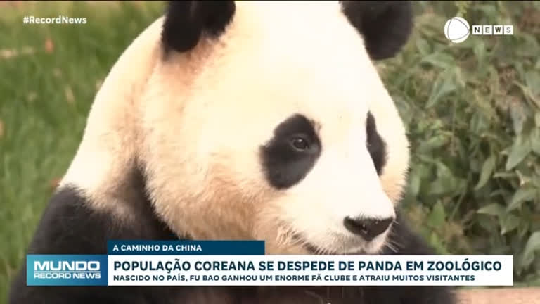 Vídeo: Centenas de coreanos se reúnem em zoológico para se despedir de panda famoso