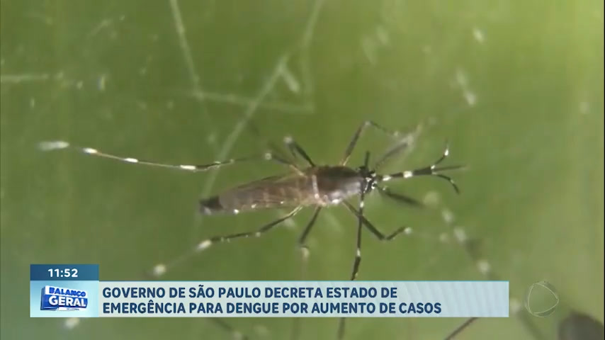 Vídeo: Governo de SP decreta estado de emergência para Dengue