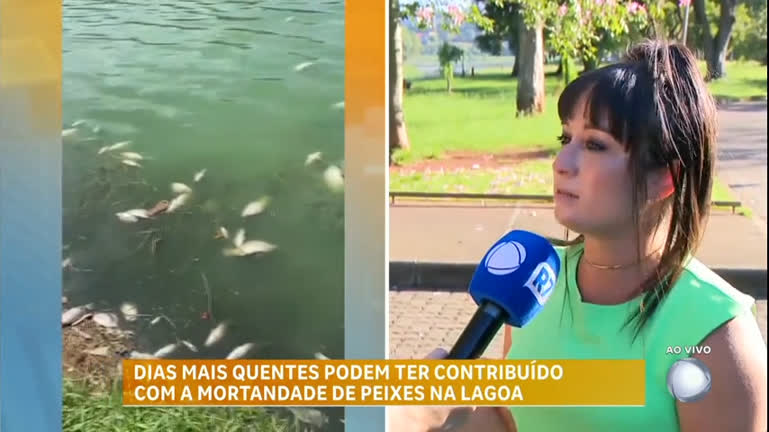 Vídeo: Dias quentes podem ter contribuído com a morte de peixes na Lagoa da Pampulha, em BH