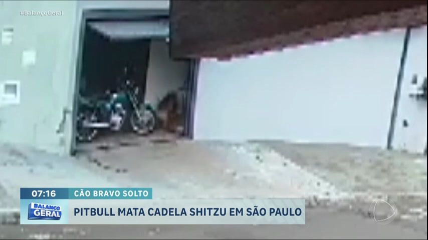 Vídeo: Cachorrinha morre atacada por pitbull no interior de São Paulo