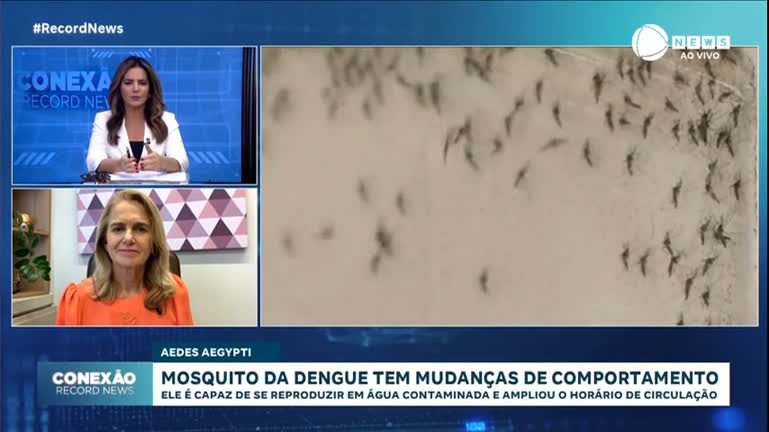 Mosquito da dengue age de dia ou à noite, alerta médica infectologista
