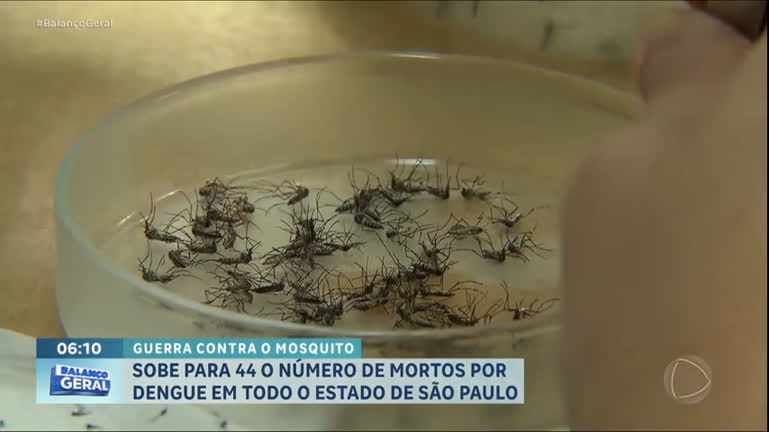 Vídeo: Sobe para 44 o número de mortes por dengue em SP