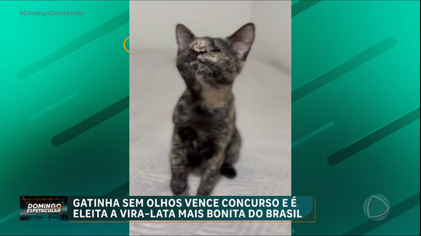 Vídeo: Bichos Curiosos : gatinha sem olhos vence concurso e é eleita a vira-lata mais bonita do Brasil