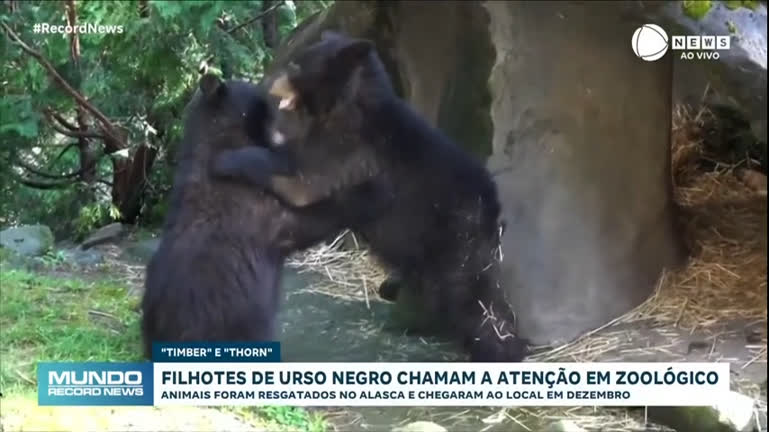 Vídeo: Filhotes de urso negro são resgatados no Alasca e levados para zoológico em Portland, nos EUA