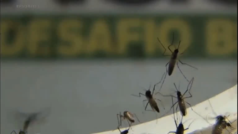 Vídeo: Verão e chuvas aumentam riscos de doenças transmitidas pelo mosquito Aedes aegypti