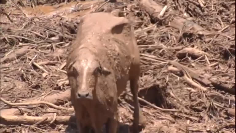 Vídeo: Justiça de Brumadinho (MG) determina que Vale faça o resgate de todos os animais